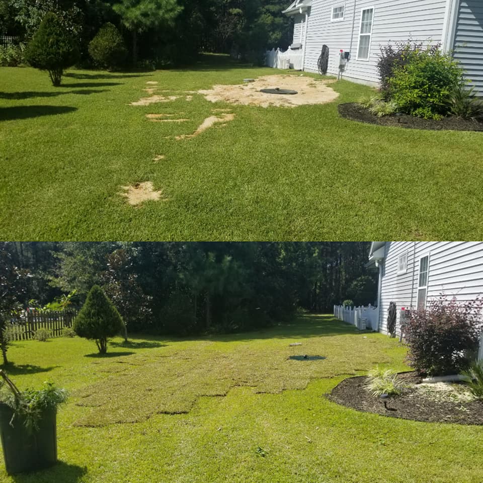 Removed shrubs, installed sod Conway, SC
