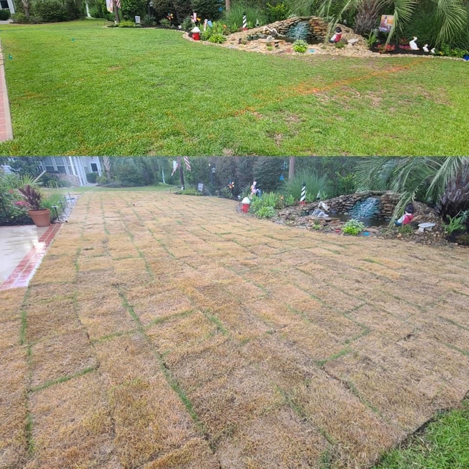 remove Centipede and install Zoysia sod in Myrtle Beach, SC 29579