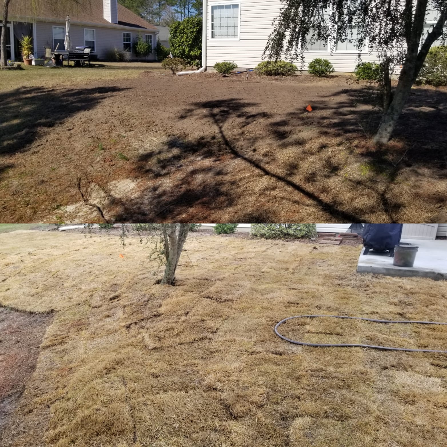 removed centiped, brought in top soil and installed wide blade Zoysia