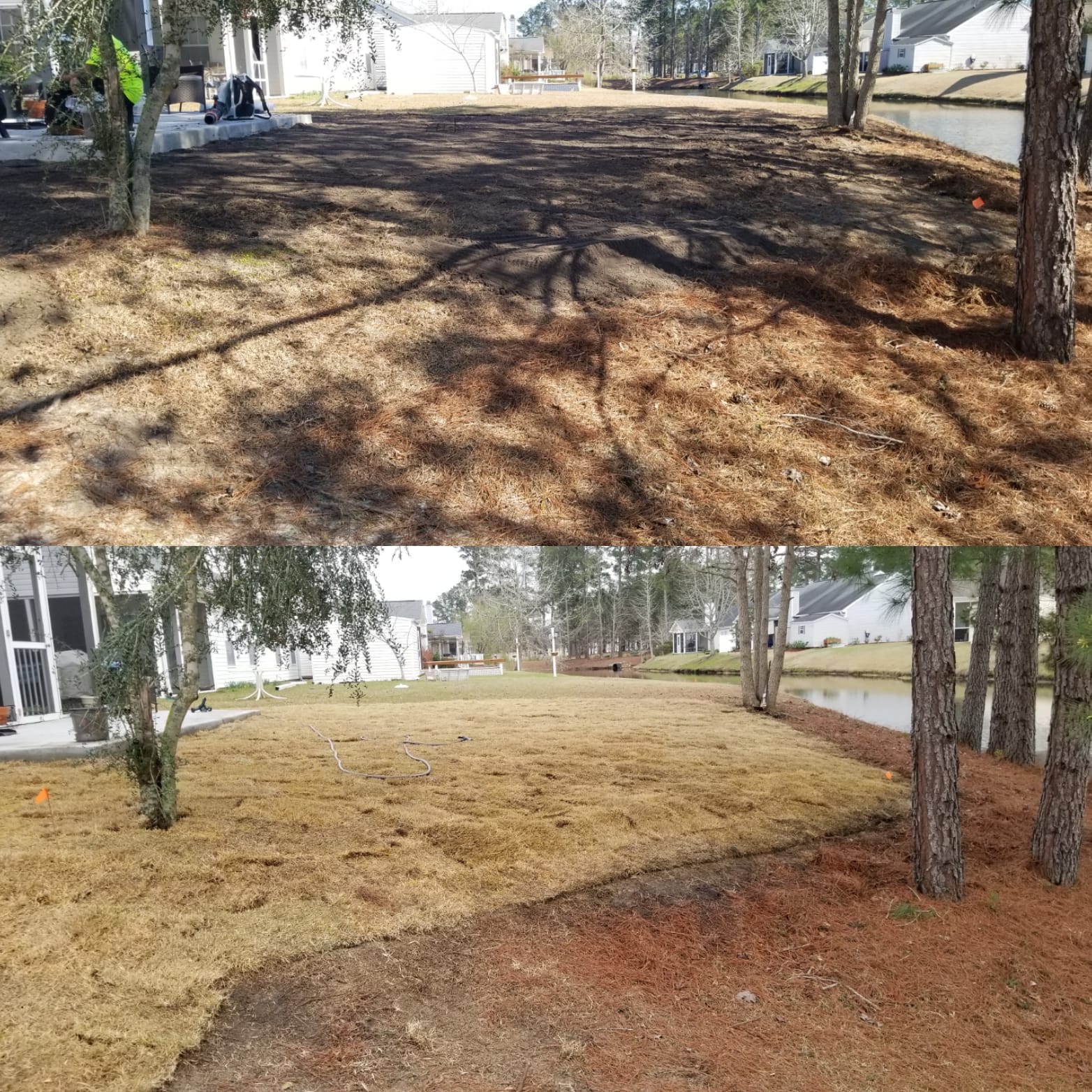 removed centiped, brought in top soil and installed wide blade Zoysia