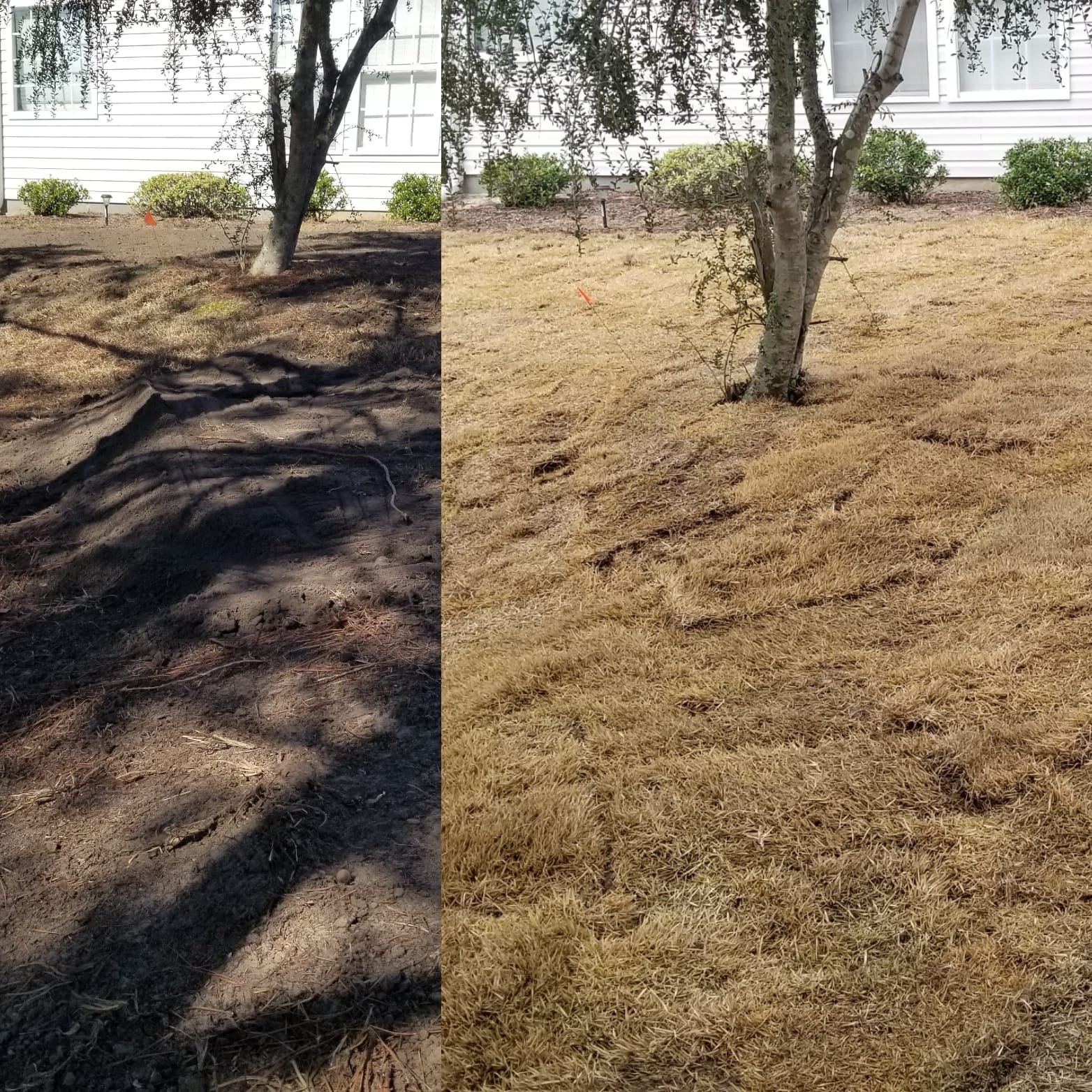 removed centiped, brought in top soil and installed wide blade Zoysia