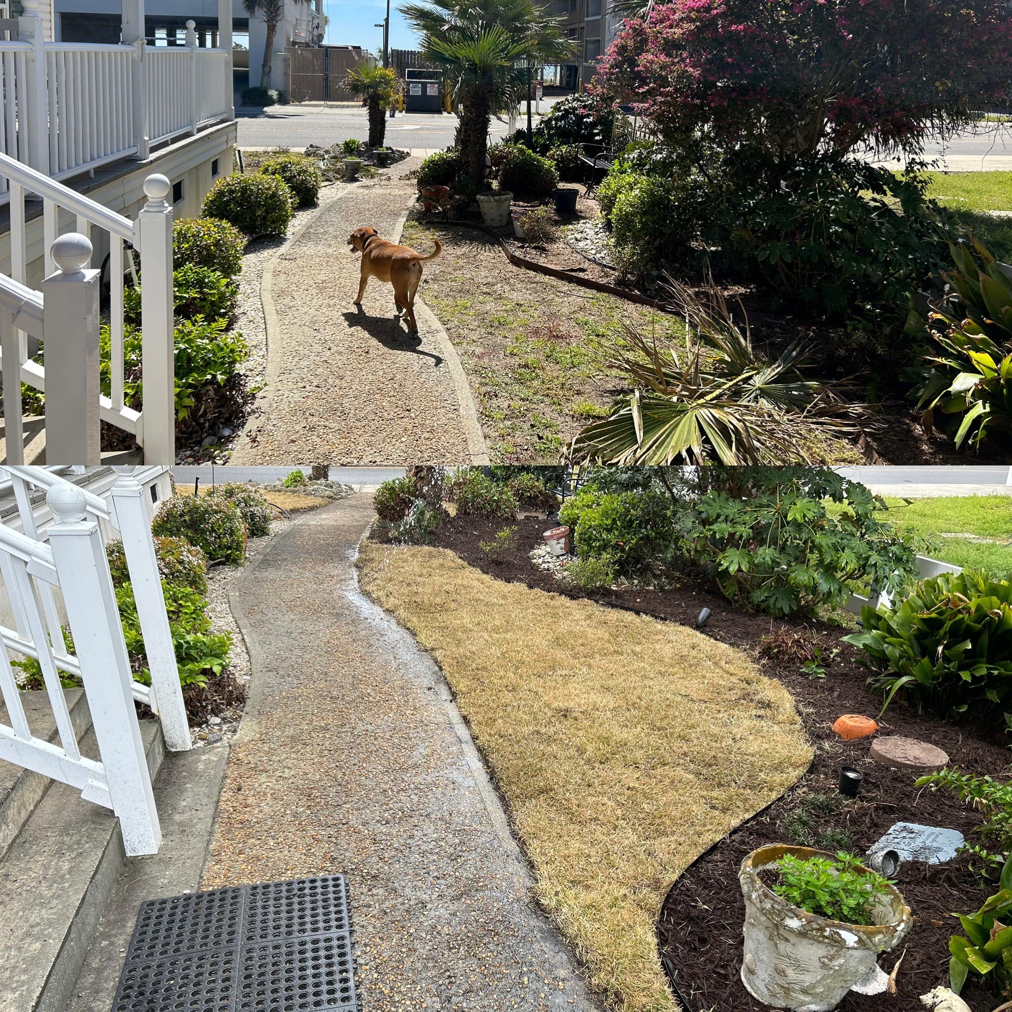 Removed old grass and installed Zoysia sod in Windy Hill,SC 29582