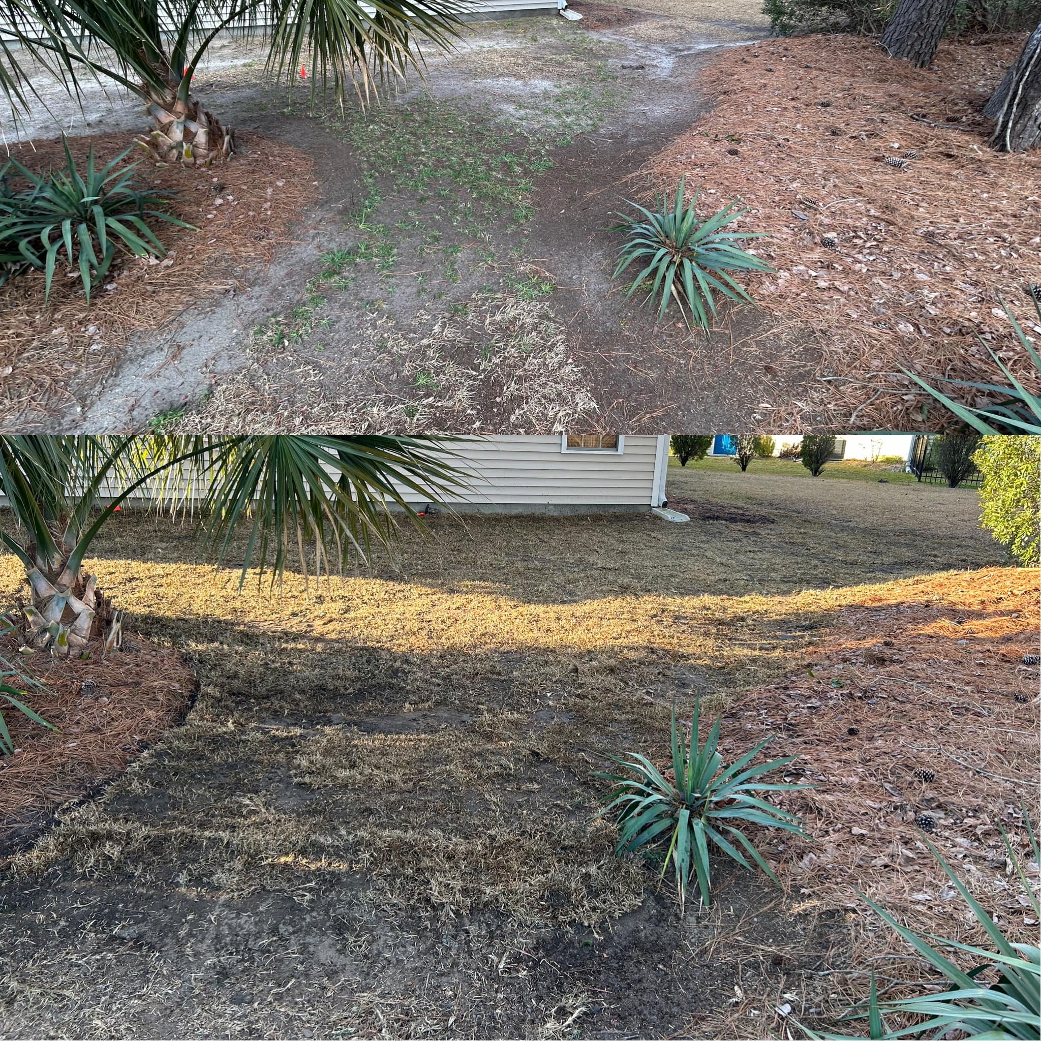 Removed old grass and installed Emerald Green Zoysia in Forestbrook,SC 29579