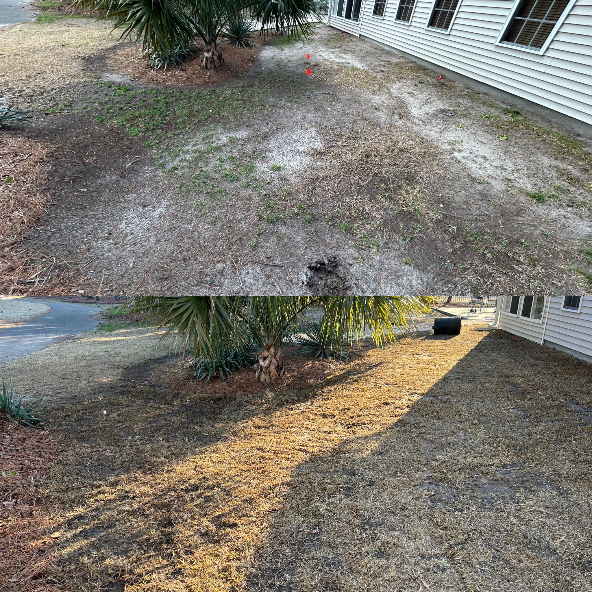 Removed old grass and installed Emerald Green Zoysia in Forestbrook,SC 29579
