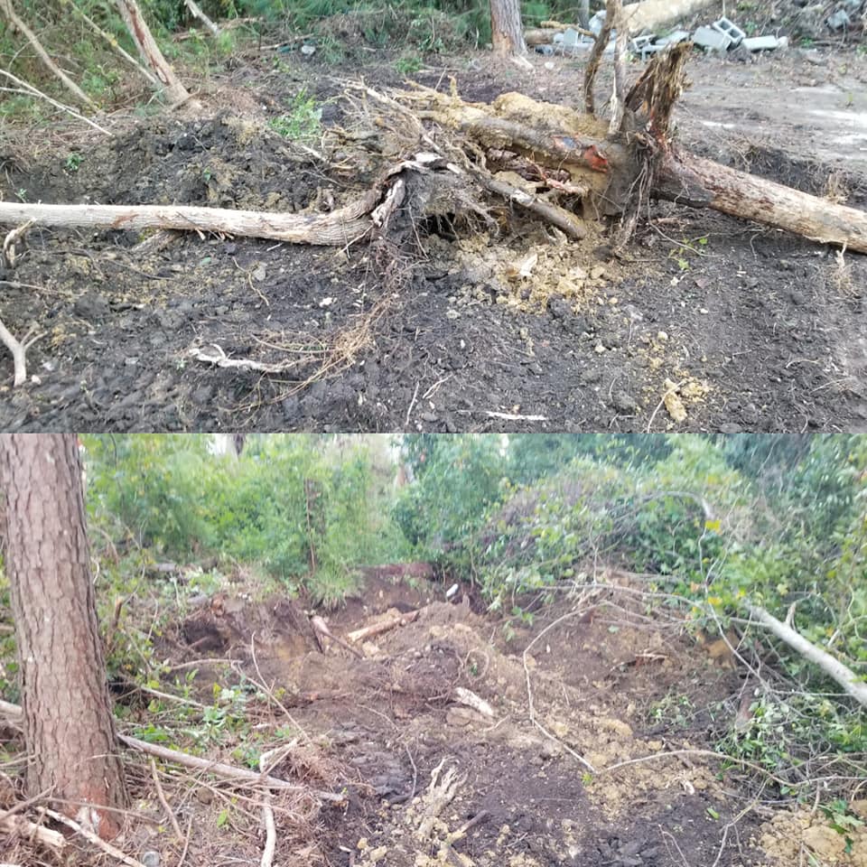 Removed trees and stumps on our land