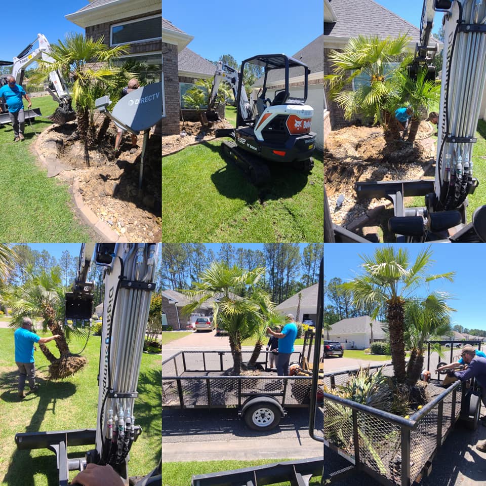Removed a European Palm for another Landscaper in Little River, SC 29566