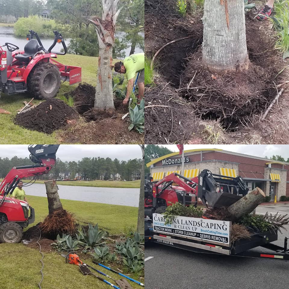Removed dead palm in Calabash, NC